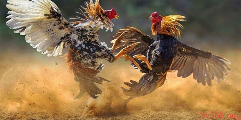 Cách chấp tiền gà chọi