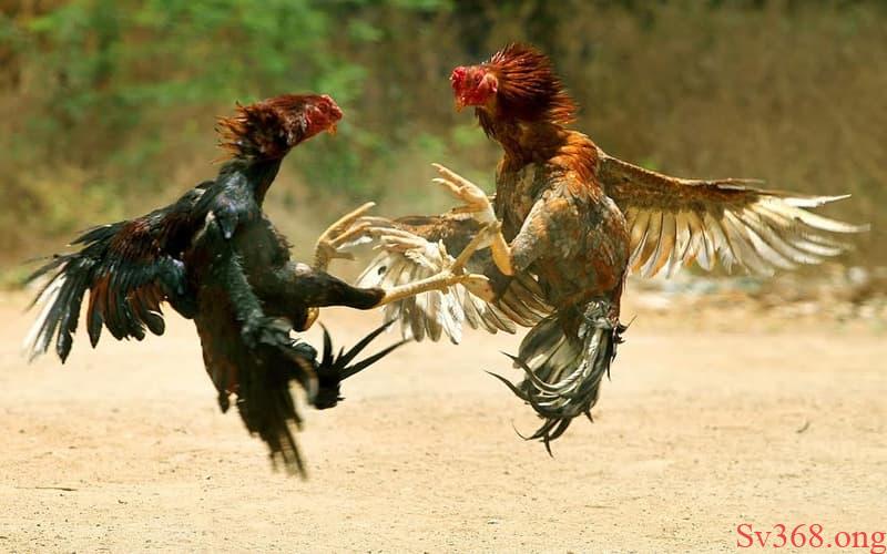 Cách để bạn thuận tiện vào chơi đá gà tại SV368